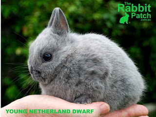 miniature bunnies for sale